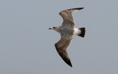 Herring Gull / Gråtrut (Larus argentatus)