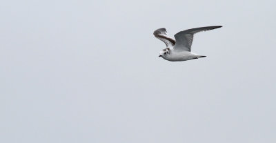 Little Gull / Dvärgmås (Larus minutus)