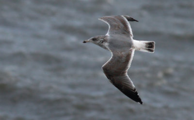 Herring Gull / Gråtrut (Larus argentatus)