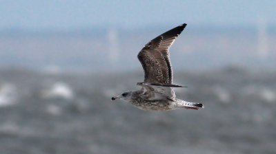 Herring Gull / Gråtrut (Larus argentatus)
