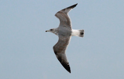 Herring Gull / Gråtrut (Larus argentatus)