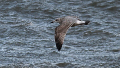 Herring Gull / Gråtrut (Larus argentatus)