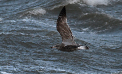 Herring Gull / Gråtrut (Larus argentatus)