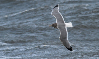Herring Gull / Gråtrut (Larus argentatus)