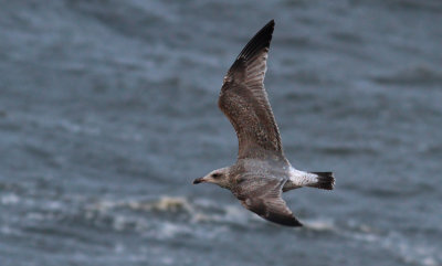 Herring Gull / Gråtrut (Larus argentatus)