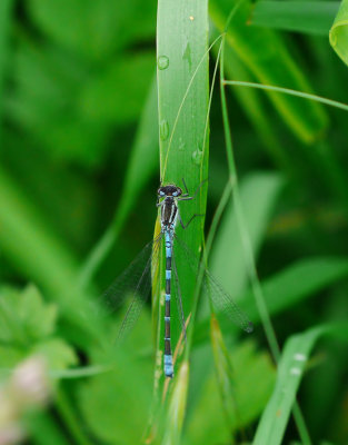 Coenagrion lunulatum / Månflickslända
