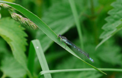 Coenagrion lunulatum / Månflickslända