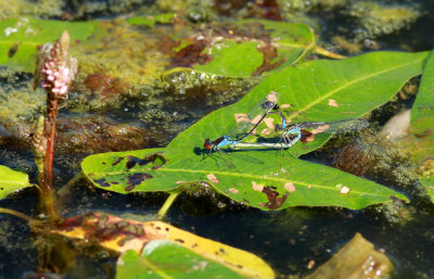 Erythromma viridulum / Mindre rödögonflickslända