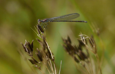 Erythromma viridulum / Mindre rödögonflickslända