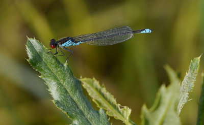 Erythromma viridulum / Mindre rödögonflickslända
