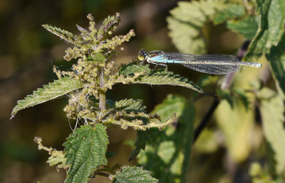 Erythromma viridulum / Mindre rödögonflickslända