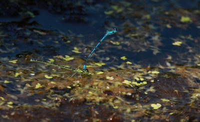 Coenagrion puella / Ljus lyrflickslända