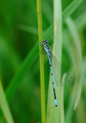 Coenagrion puella / Ljus lyrflickslända