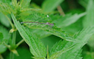 Coenagrion puella / Ljus lyrflickslända