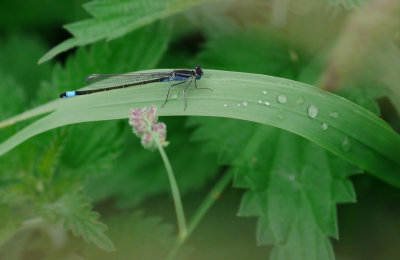 Ischnura elegans / Större kustflickslända