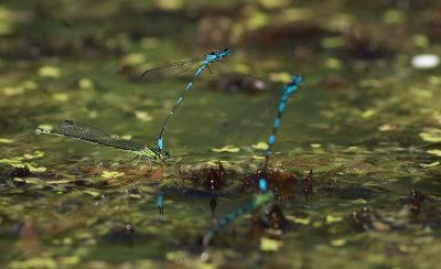 Coenagrion pulchellum / Mörk lyrflickslända