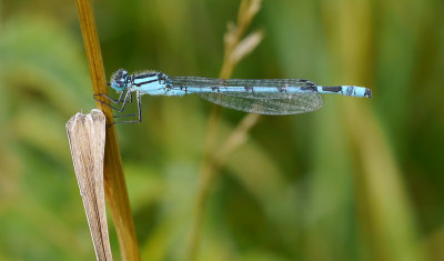 Enallagma cyathigerum / Sjöflickslända