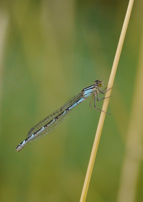 Enallagma cyathigerum / Sjöflickslända