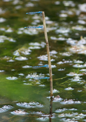 Enallagma cyathigerum / Sjöflickslända