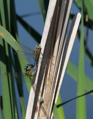 Aeshna mixta / Höstmosaikslända