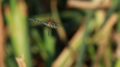 Aeshna mixta / Höstmosaikslända