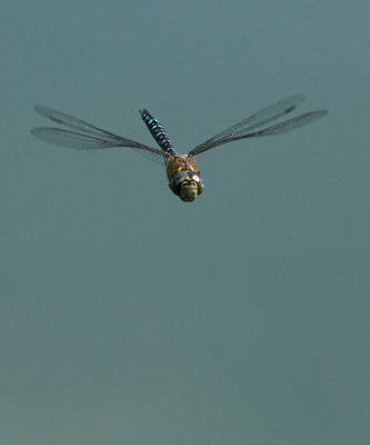Aeshna mixta / Höstmosaikslända