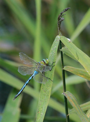 Anax imperator / Blå kejsartrollslända