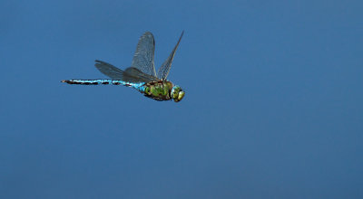 Anax imperator / Blå kejsartrollslända