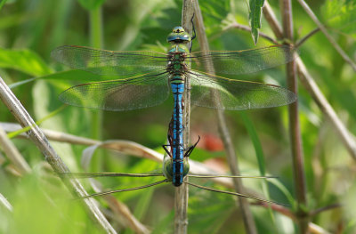 Anax imperator / Blå kejsartrollslända