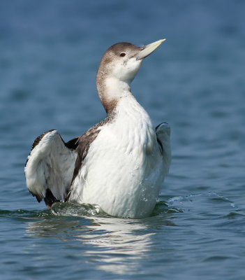 White-billed Diver / Vitnäbbad islom (Gavia adamsii)