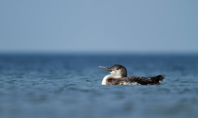 White-billed Diver / Vitnäbbad islom (Gavia adamsii)
