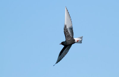 White-winged Black Tern / Vitvingad tärna (Chlidonias leucopterus)