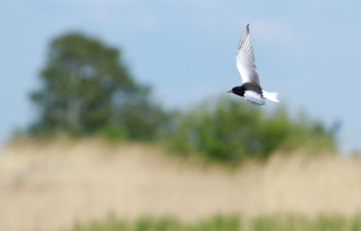 White-winged Black Tern / Vitvingad tärna (Chlidonias leucopterus)