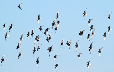 White-winged Black Tern / Vitvingad tärna (Chlidonias leucopterus)