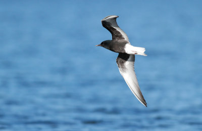 White-winged Black Tern / Vitvingad tärna (Chlidonias leucopterus)