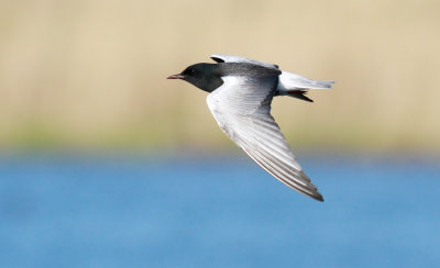 White-winged Black Tern / Vitvingad tärna (Chlidonias leucopterus)