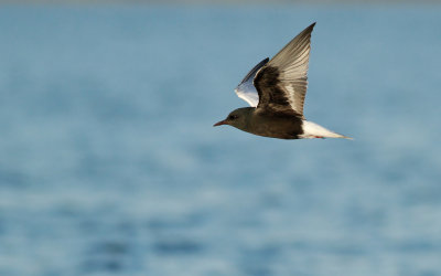 White-winged Black Tern / Vitvingad tärna (Chlidonias leucopterus)