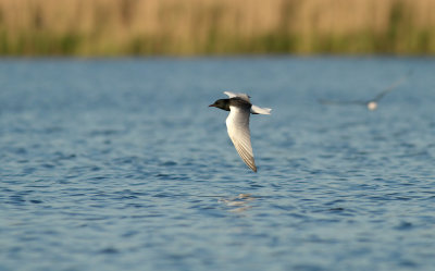 White-winged Black Tern / Vitvingad tärna (Chlidonias leucopterus)