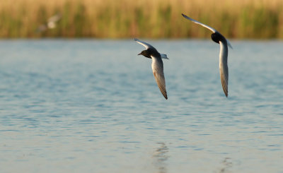 White-winged Black Tern / Vitvingad tärna (Chlidonias leucopterus)