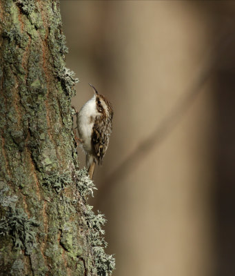 Treecreeper / Trädkrypare (Certhia familiaris)