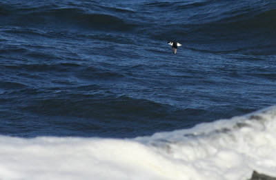Little Auk