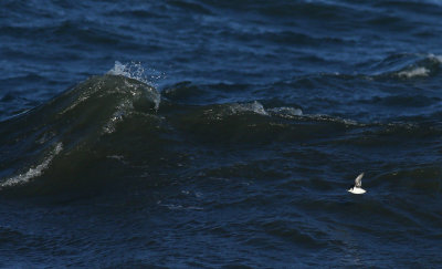 Little Auk