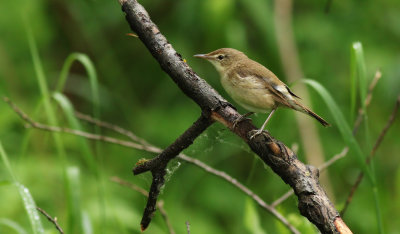 Blyth's Reed Warbler / Busksångare (Acrocephalus dumetorum)