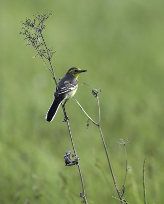 Citrine Wagtail / Citronärla(Motacilla citreola)