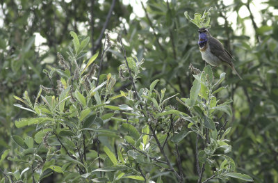Bluethroat / Blåhake (Luscinia svecica)