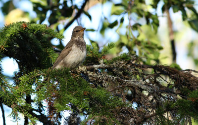 Black-throated Thrush / Svarthalsad trast (Turdus atrogularis)