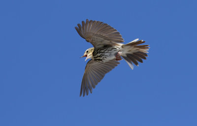 Olive-backed Pipit / Sibirisk piplärka (Anthus hodgsoni)