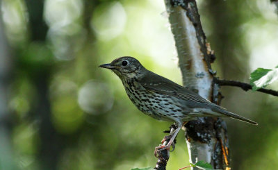 Song Thrush / Taltrast (Turdus philomelos)