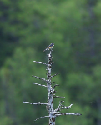 Red-flanked Bluetail / Blåstjärt (Tarsiger cyanurus)