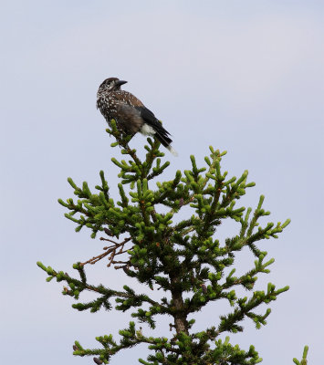 Eurasian Nutcracker / Nötkråka (Nucifraga caryocatactes macrorhynchos)